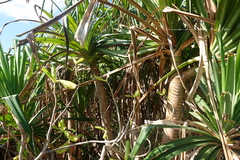 Pandanus