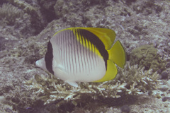 Chaetodon lineolatus
