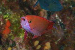 Pseudanthias cooperi