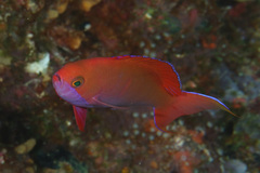 Pseudanthias cooperi
