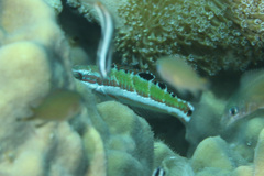 Thalassoma quinquevittatum