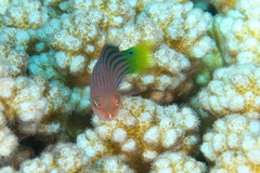 Pseudocheilinus hexataenia