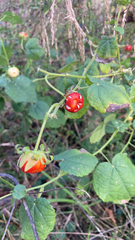 Malvaviscus arboreus drummondii