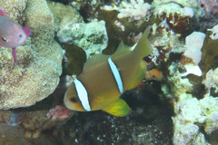 Amphiprion chrysopterus