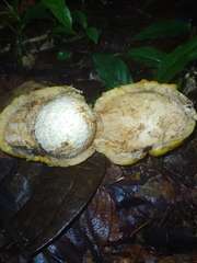 Eugenia gongylocarpa