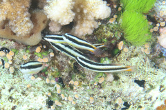 Thalassoma amblycephalus