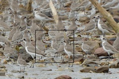 Calidris ruficollis