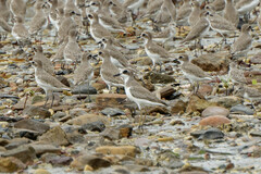 Charadrius leschenaultii