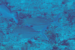 Carangichthys oblongus