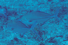 Carangichthys oblongus