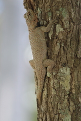 Sceloporus lundelli