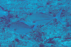 Carangichthys oblongus