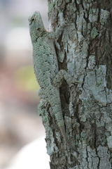 Sceloporus lundelli