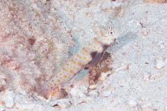 Amblyeleotris guttata