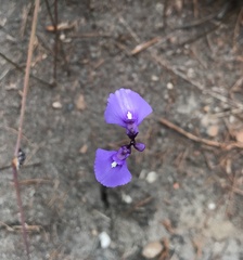 Utricularia