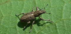Charagmus griseus