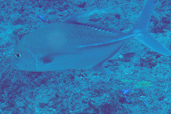 Carangichthys oblongus
