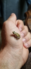 Cacosternum boettgeri