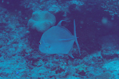 Carangichthys oblongus