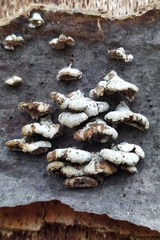 Schizophyllum commune