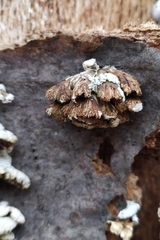 Schizophyllum commune