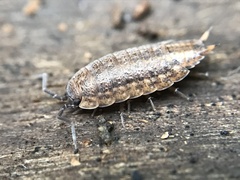 Proporcellio