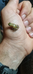 Cacosternum boettgeri
