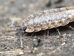 Proporcellio