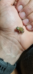 Cacosternum boettgeri