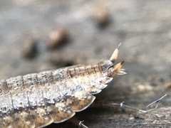 Proporcellio