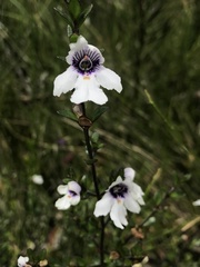 Prostanthera saxicola montana