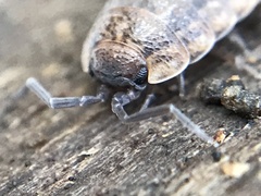 Proporcellio