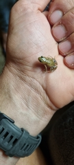 Cacosternum boettgeri
