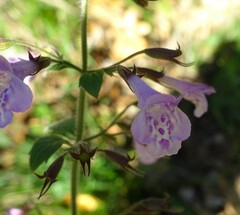Clinopodium