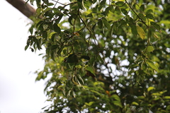 Psilopogon flavifrons