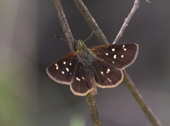 Piruna polingii