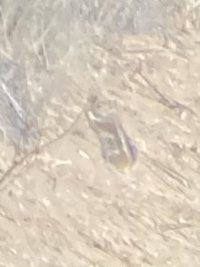 Ammospermophilus leucurus