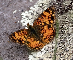 Phyciodes mylitta
