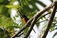 Pericrocotus flammeus