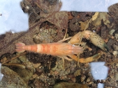 Cherax quadricarinatus