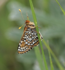 Euphydryas anicia