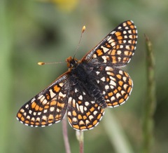 Euphydryas anicia