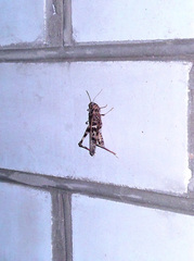 Oedaleus decorus