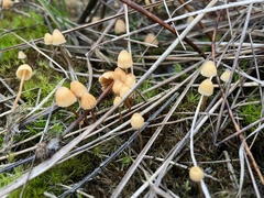 Galerina semilanceata