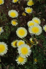 Malacothrix californica