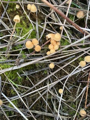 Galerina semilanceata