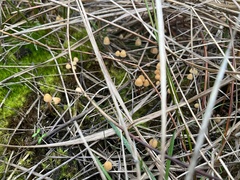Galerina semilanceata