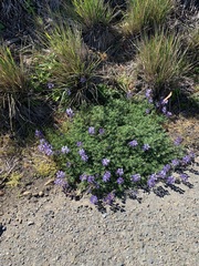Lupinus albifrons collinus