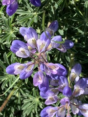 Lupinus albifrons collinus