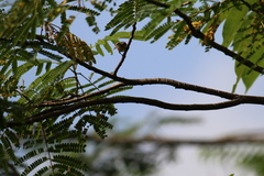 Dicaeum erythrorhynchos